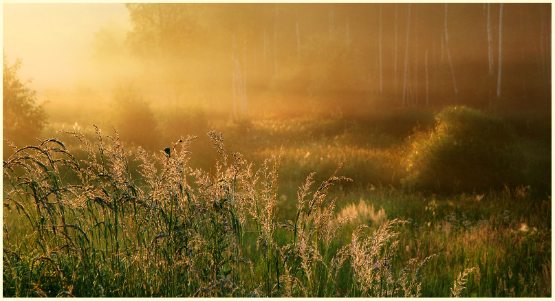 dawn | grass, field, sun, dawn, morning