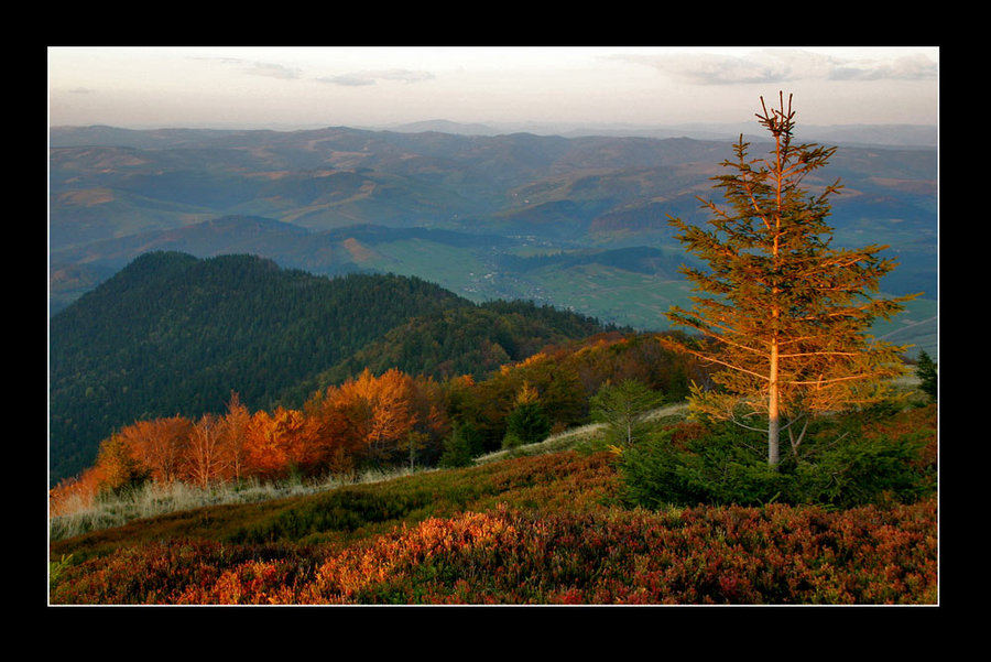 Carpathians #1 | dusk, autumn, forest, mountains, panorama