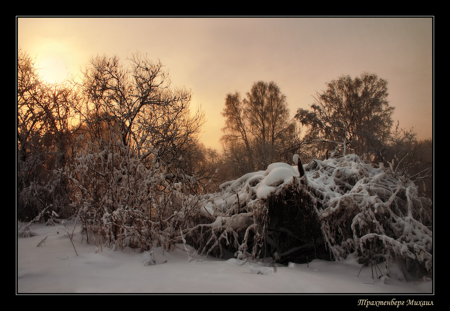 winter fairy tale about miracles | branches, winter, forest, snow, sun