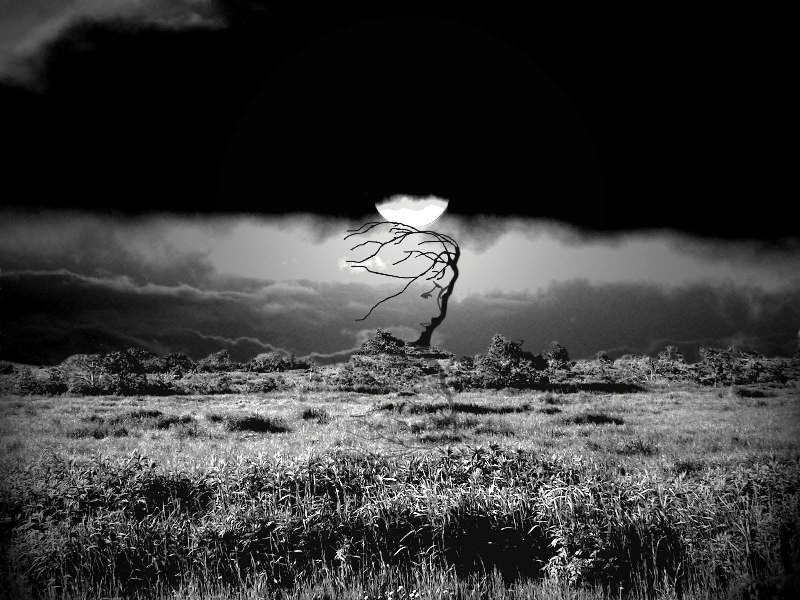 artist wind 2 | moon, night, field, black and white