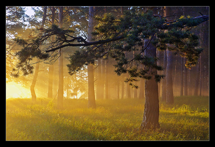 The Creation of the Day. Act # 4 | beams, grass, dawn, forest