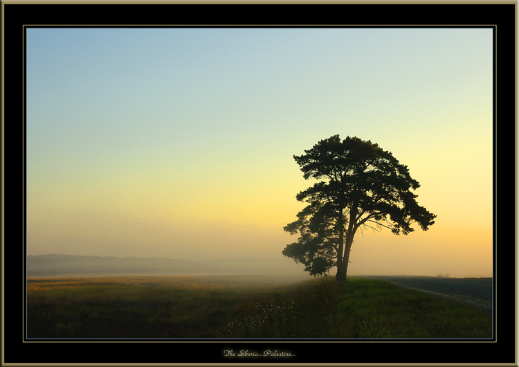 The Siberia...Palestine... | fog, morning, tree, field, road