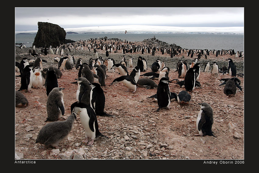 landscape with penguins | shore, animals, sea, snow, penguins