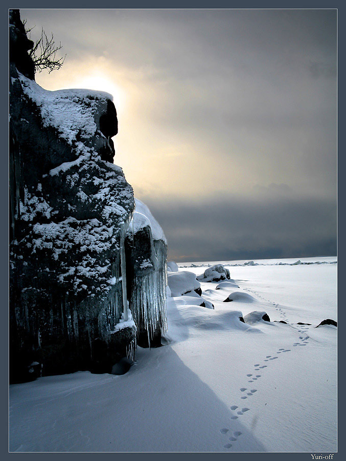 valaam hares - the most fearless hares in the world! | ice, tracks, snow, sky, rock