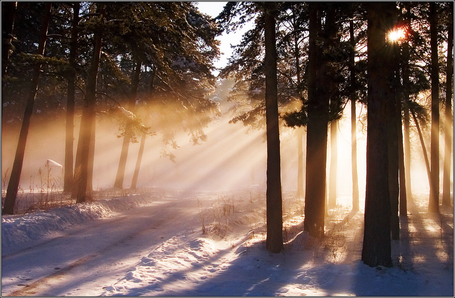 Winter light | snow, forest, beams, road, sun