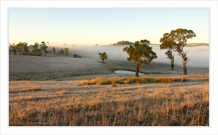 first frosts | fog, grass, field