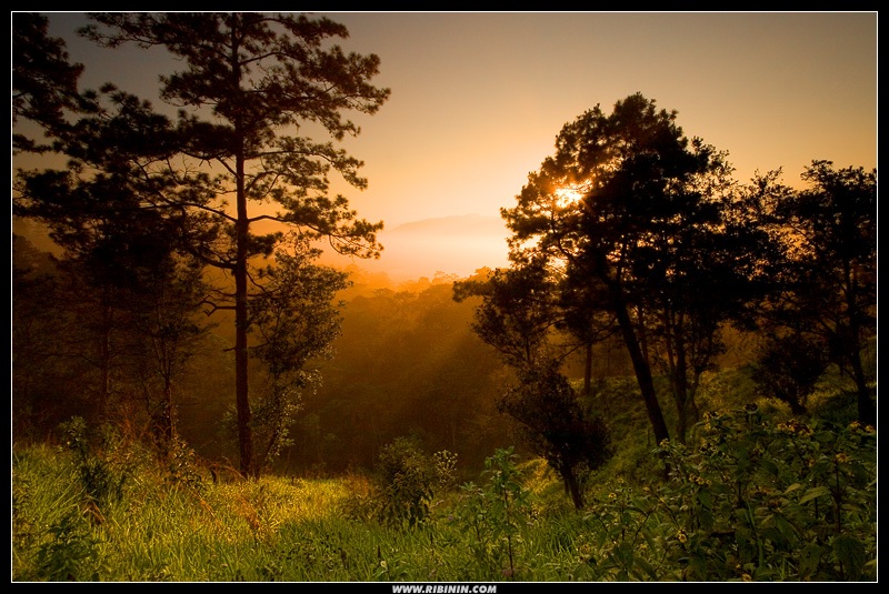 Maian dawn | sun, grass, forest, mountains, dawn