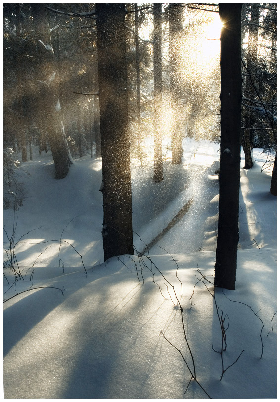 Forest etudes: Winter | beams, snow, sun, light, frost, forest, winter