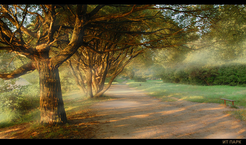 foggy morning iii | pathway, park, morning, fog, light