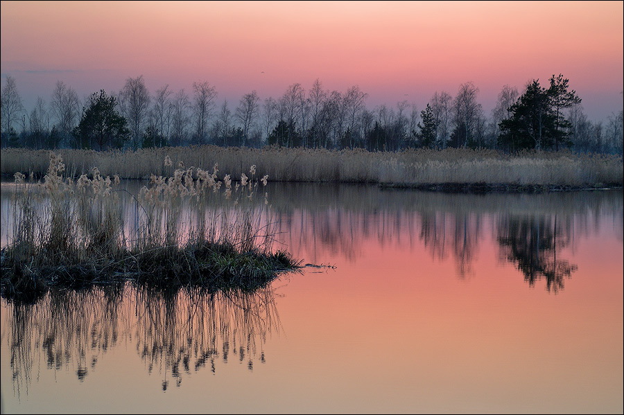 pink may evening picture about a swamp | reflection, sky, swamp, lake, rush