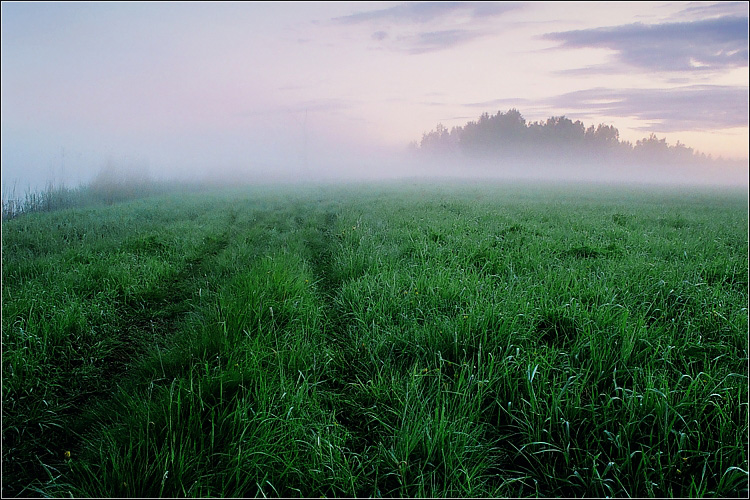morning walks on local bogs ii | morning, fog, swamp, grass