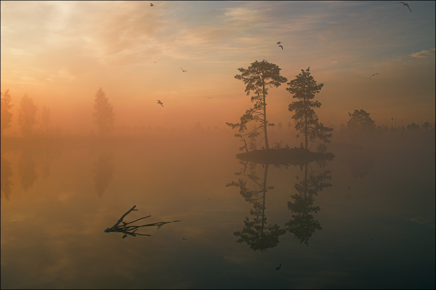Morning picture about an island with pines in fog | lake, reflection, island, silhouette, fog