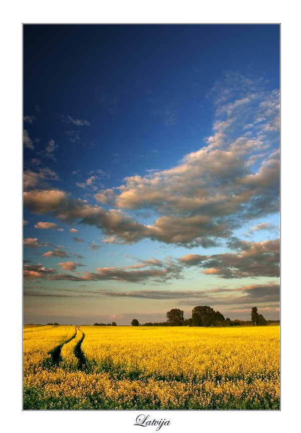 Latvija | field, pathway, flowers, sky, clouds