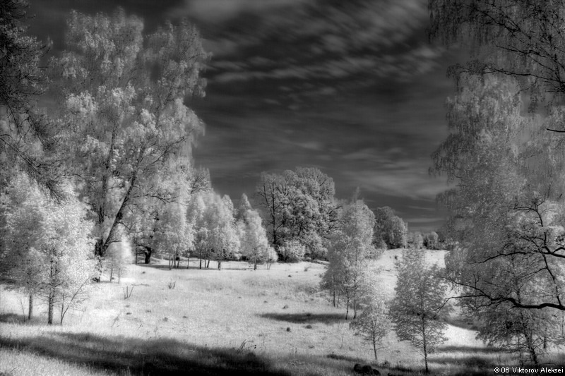 Infrared summer | black and white, infrared, summer, field