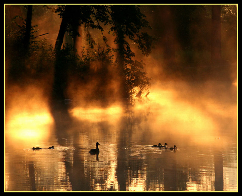 at dawn | silhouette, lake, dawn, ducks, fog
