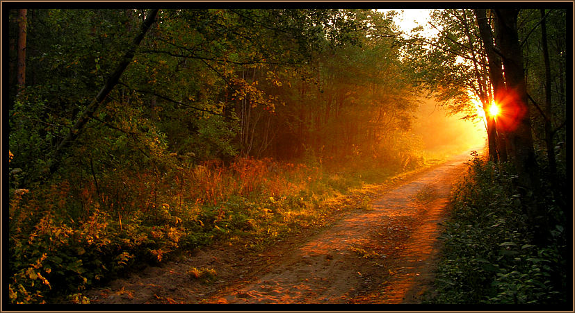 road of rising sun | road, forest, dawn, sun