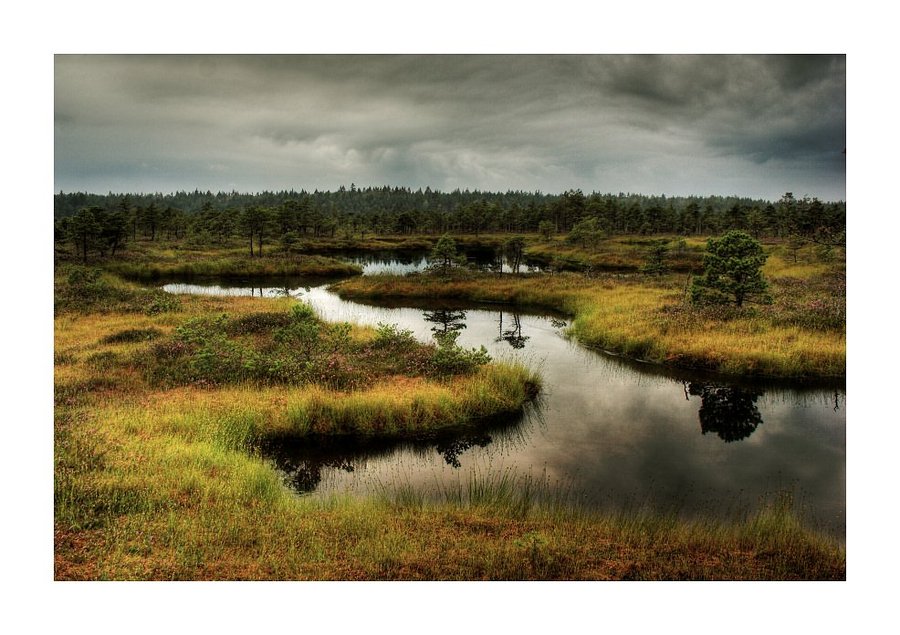bog | rush, hdr, swamp, clouds, reflection