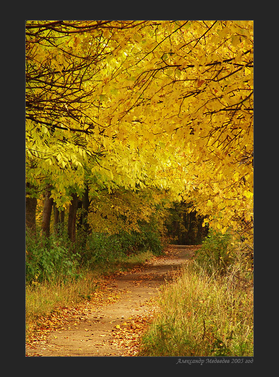 autumn path | autumn, pathway, alley, forest, leaves