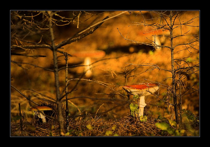 Is there life on Mars? | mushroom, forest, branches