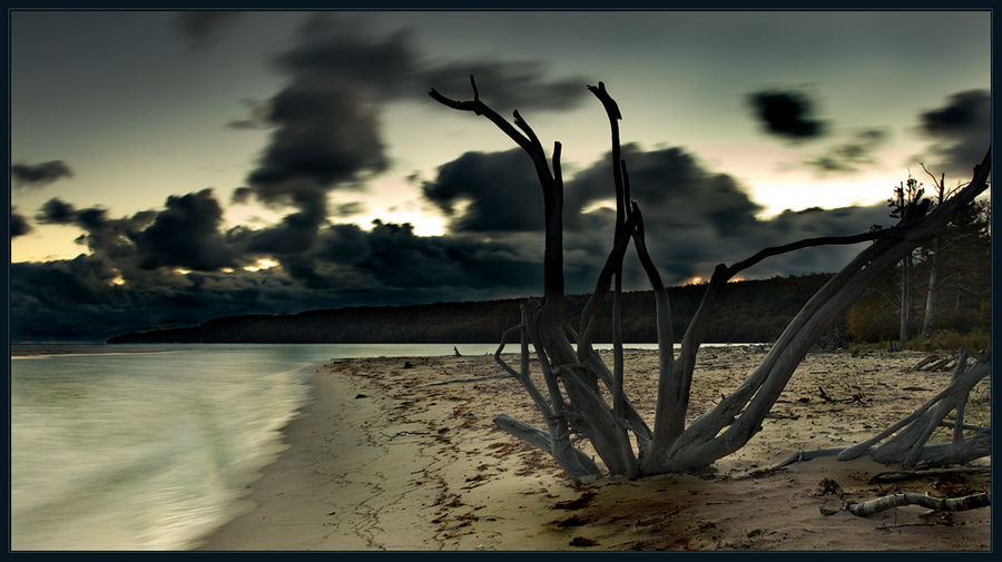 help.... | branches, san, sea, clouds