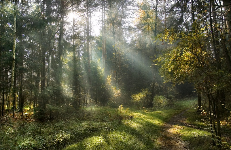 Evil Forest | light, beams, pathway, forest, autumn