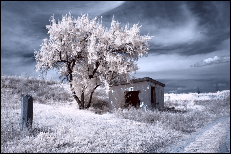 Forgotten land | infrared, tree, road, grass, sky