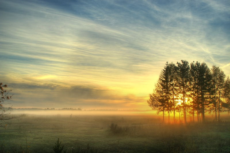 Gold of dawn... | field, dawn, fog, tree