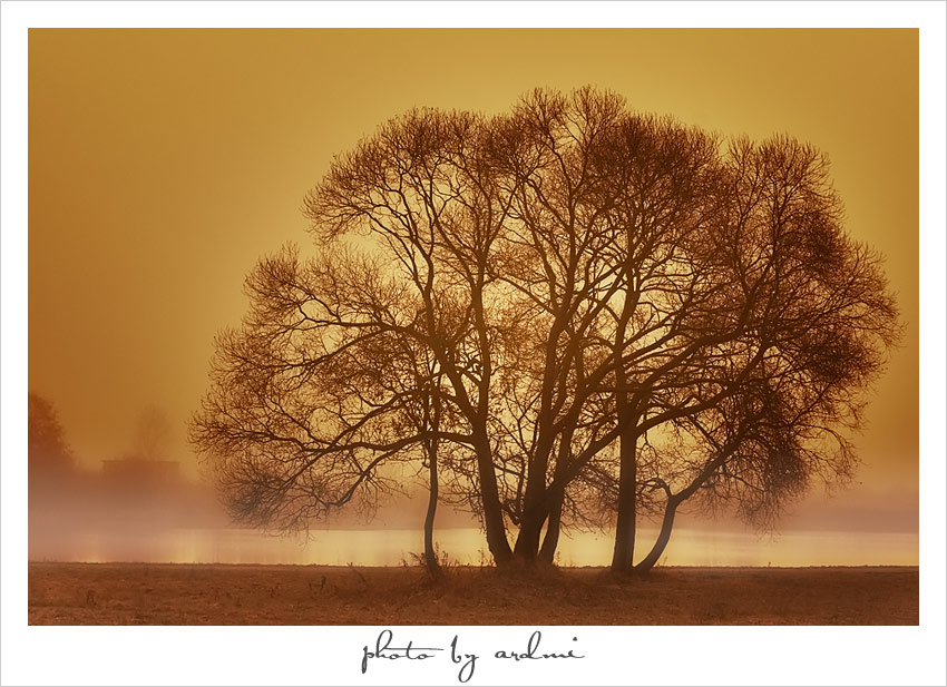 Etude in Autumn tinges | autumn, evening, trees, sepia, haze