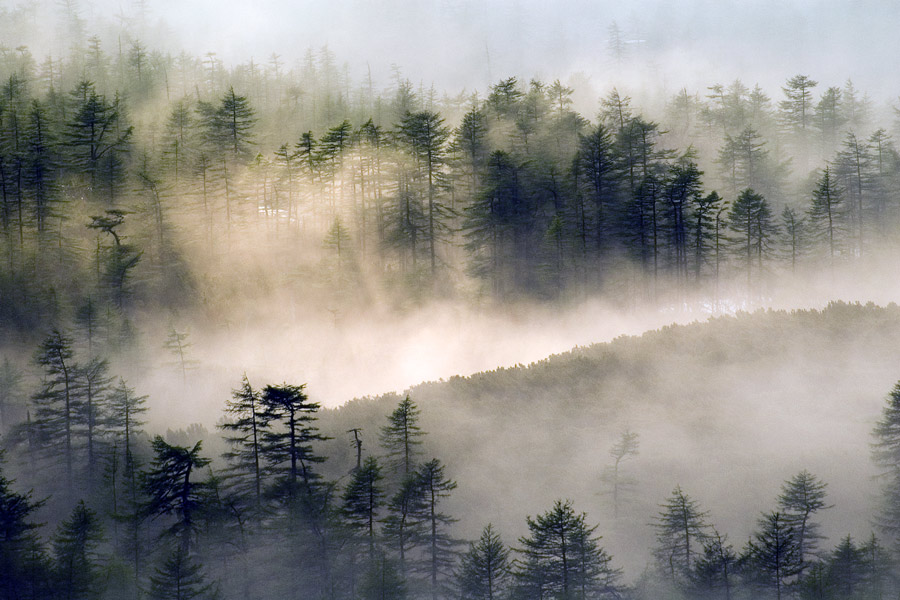 mysterious wood | forest, pass, pine, fog
