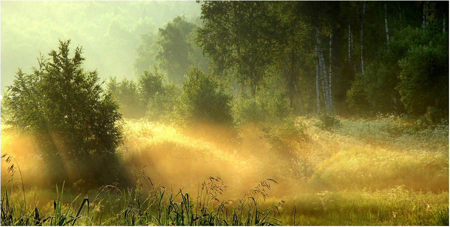 water meadows | meadow, sun, beams, forest, grass