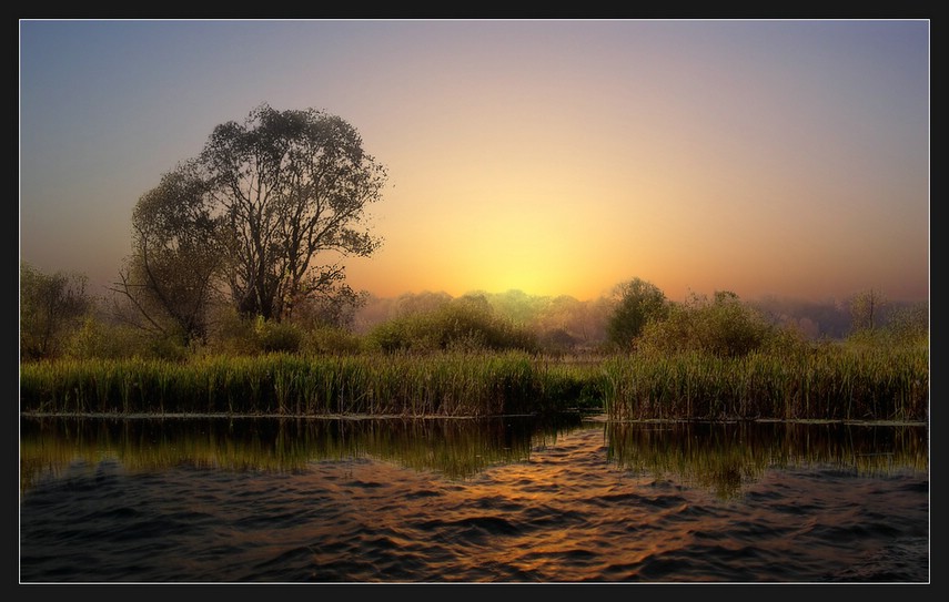Dawn at my favourite lake. | dawn, lake, rush, tree, morning