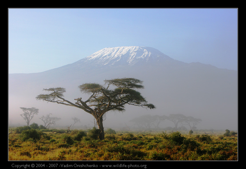morning on kilimanjaro | savannah, mountains, mist, tree