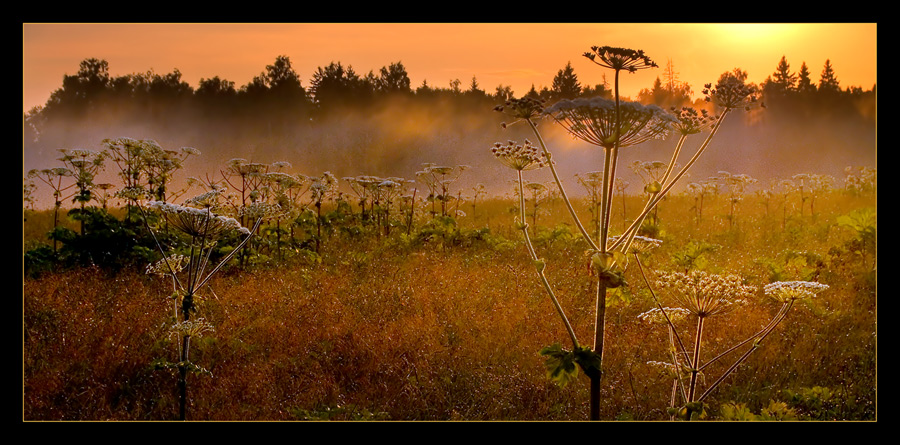 Sunset after the rain | forest, field, flowers, dusk, fog