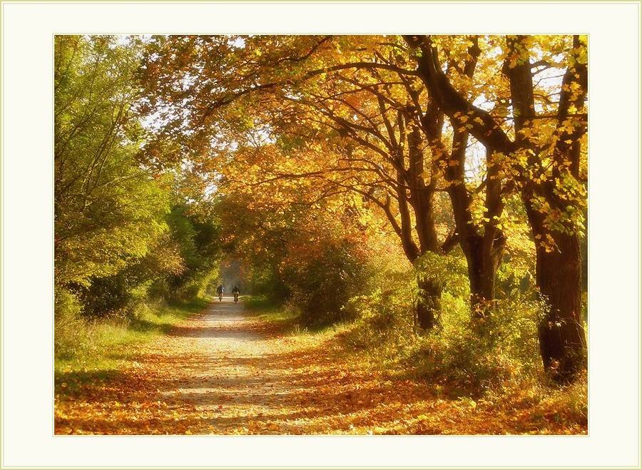 avenue in stockerau | alley, people, autumn, forest, leaves, road