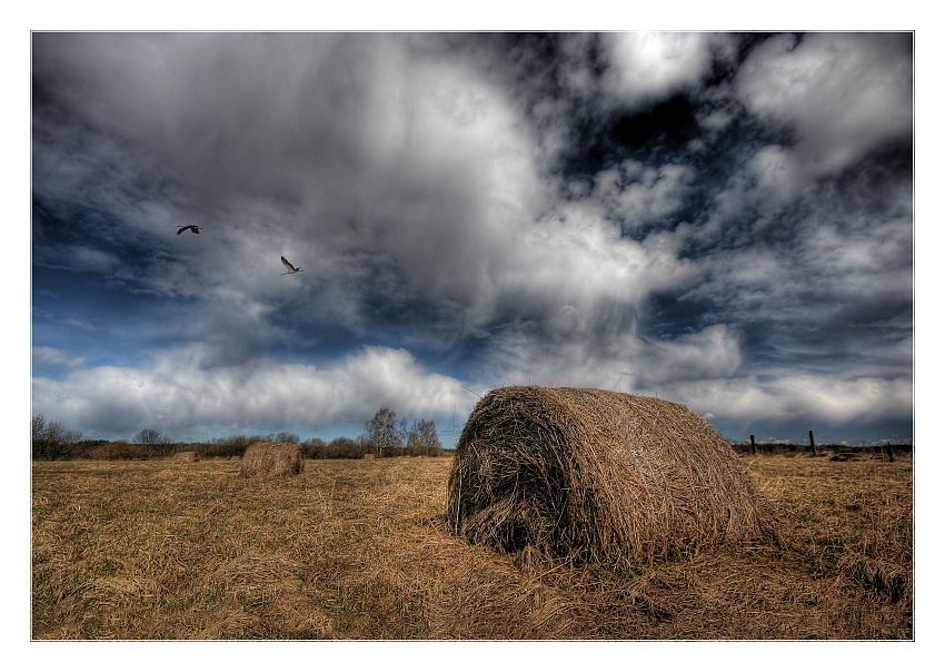 spring | animals, field, hdr, sky, haystack