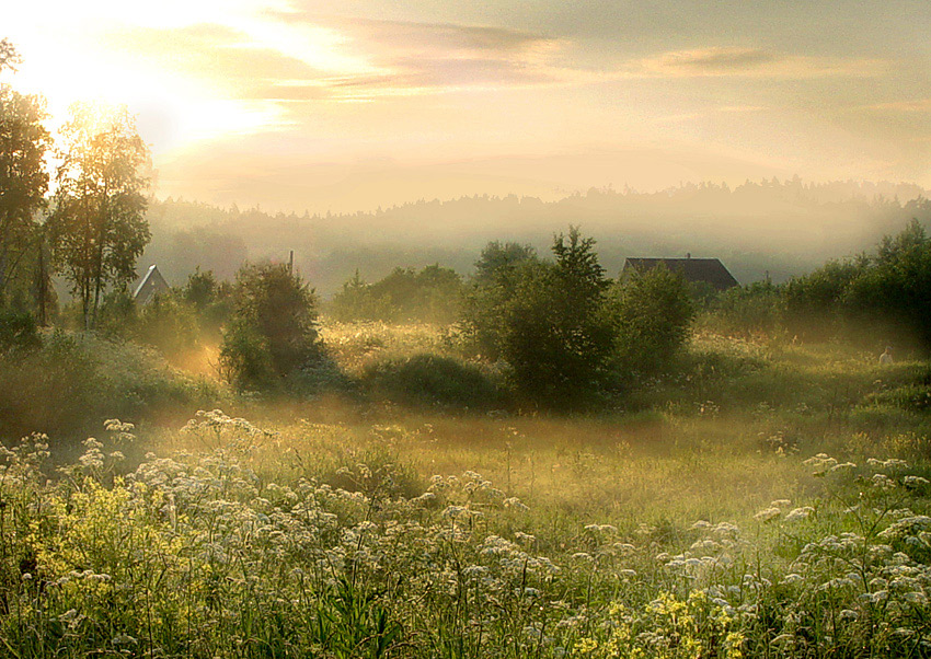 honey dawn | field, dawn, mist, flowers, house