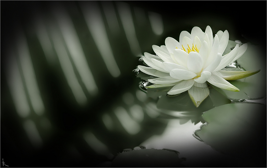 black pond | water, lake, flower