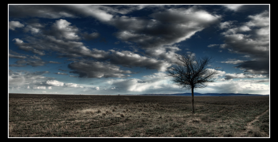 steppe | tree, clouds, rendering, steppe