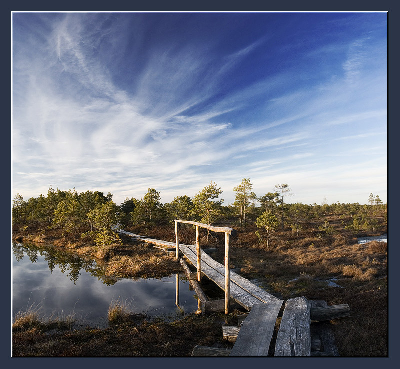 in a forest - in a bog... | forest, sky, swamp, bridge