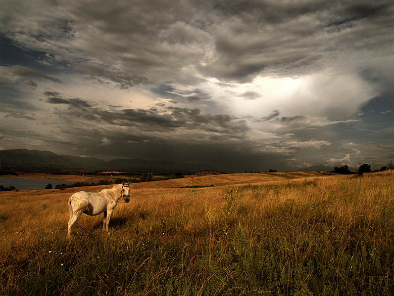 eternal call... | clouds, field, lake, animals, sky