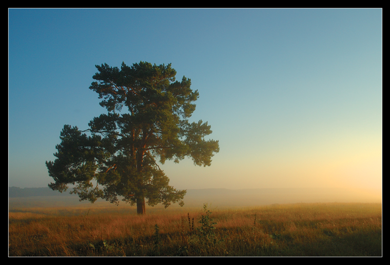 good morning! | dawn, fog, tree, field
