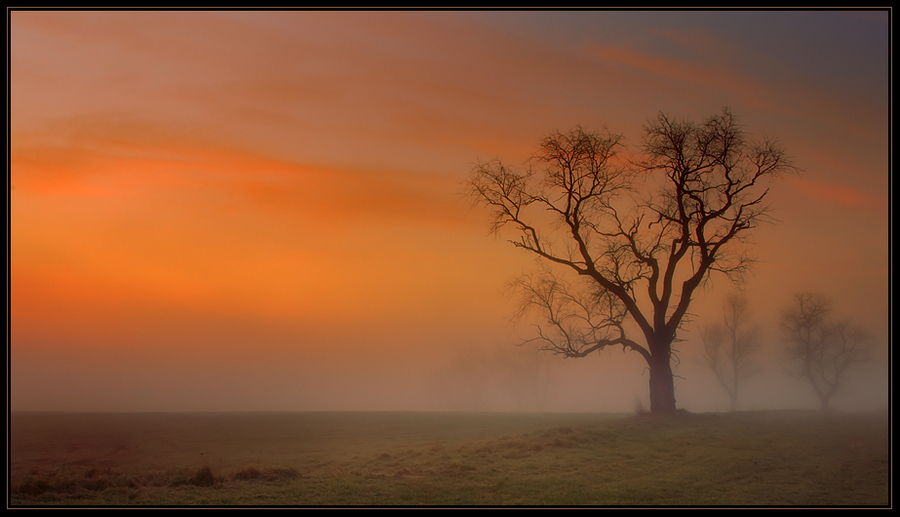 Fog | dawn, tree, field, silhouette, fog