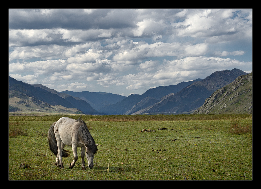 landscape about a horse | clouds, grass, valley, mountains, animals