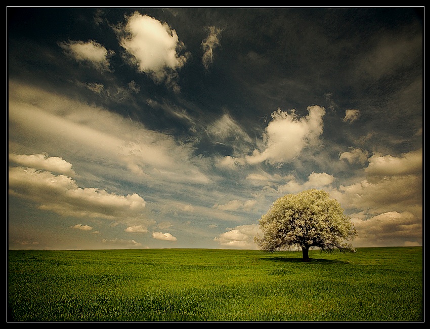 once the wild pears bloomed... | clouds, tree, grass, sky, bloom