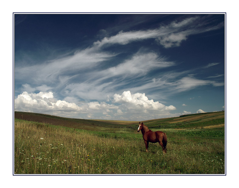 Red Horse & Magic Sky | animals, field, clouds, sky