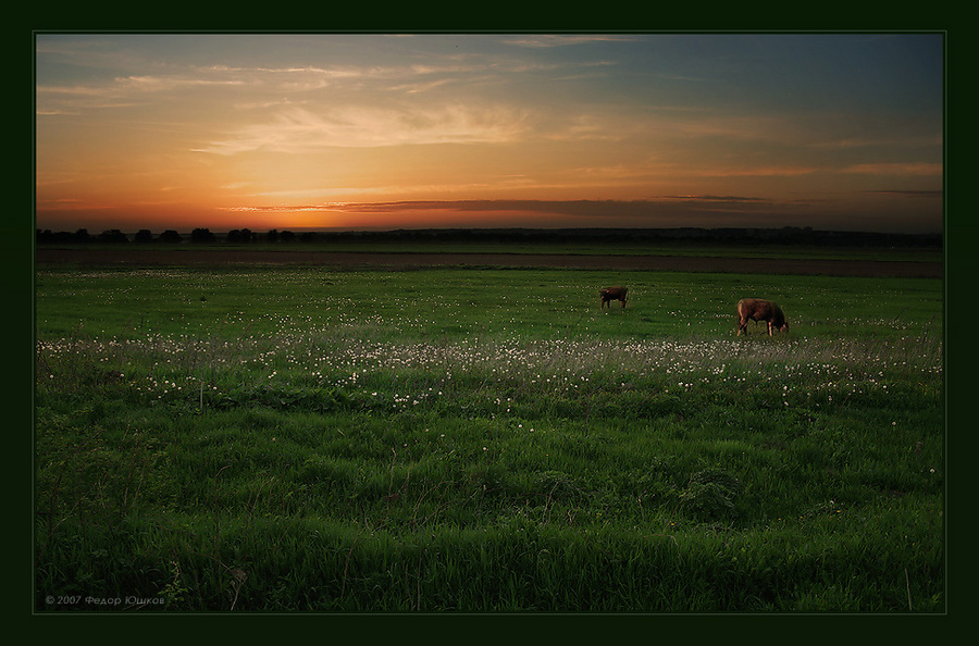 On the waves of sunset... | grass, animals, flowers, field, dusk