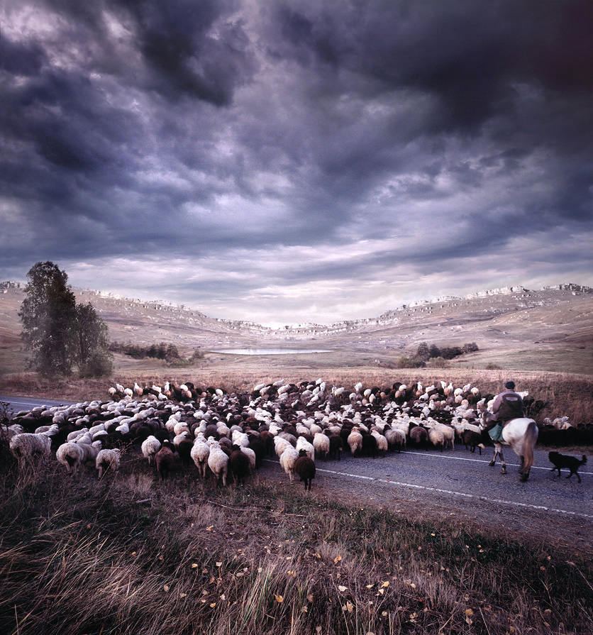 Sheep | field, clouds, panorama, road, animals