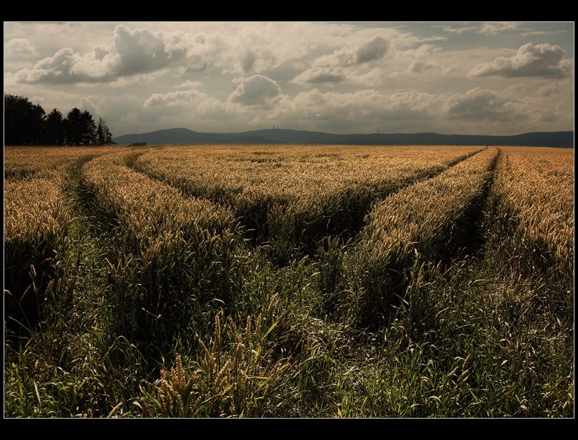 Bread sea | clouds, field, wheat