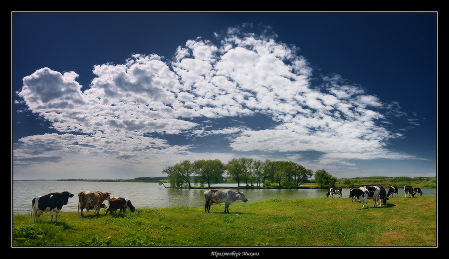 about the sad cow | shore, grass, clouds, river, animals