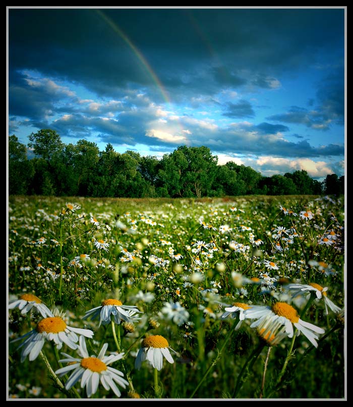 iridescent camomiles. | flowers, clouds, field, rainbow